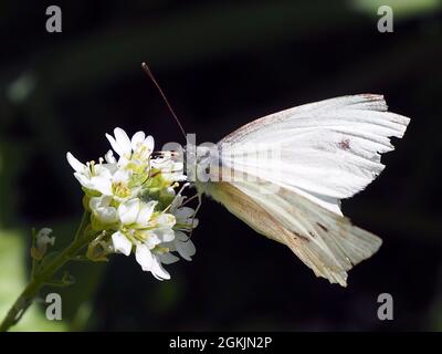 Gros plan d'un papillon blanc de chou collectant le nectar de la fleur blanche sur une plante alyssum de haut avec un fond flou. Banque D'Images