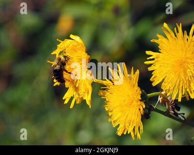 APPAREIL-PHOTO NUMÉRIQUE OLYMPUS - gros plan d'une abeille collectant le nectar de la fleur jaune sur une plante de chardon poussant dans un pré. Banque D'Images