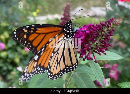 Racine, Wisconsin, États-Unis. 14 septembre 2021. Un monarque migrant se nourrit de nectar d'un buisson de papillon dans une cour à racine, Wisconsin, le mardi 14 septembre 2021. (Image de crédit : © Mark Hertzberg/ZUMA Press Wire) Banque D'Images