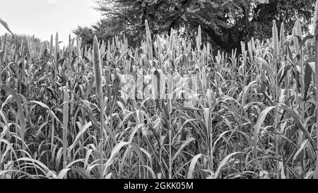 Grenaille noire et blanche, Sorghum ou Pennisetum glaucum plante Bud ou sitta. Plante de Bajra en croissance, végétation floritive, culture tropicale. Banque D'Images