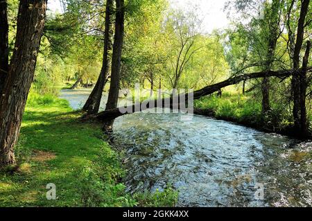 Un arbre pendu sur le lit d'une rivière turbulente qui coule à travers la forêt du matin. Rivière Karakol, Altaï, Sibérie, Russie. Banque D'Images