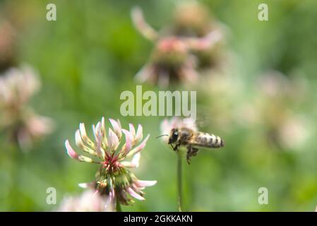 Abeilles sur les fleurs de trèfle Banque D'Images