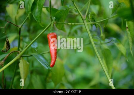 gros plan sur le mûr rouge froid avec des feuilles et des plantes poussant dans le jardin sur un fond vert brun hors foyer. Banque D'Images