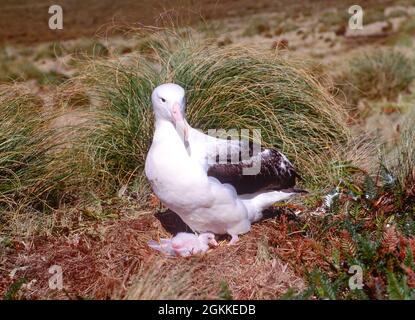 Royal Albatross avec poussin sur l'île Campbell dans l'océan Austral au sud de la Nouvelle-Zélande. Banque D'Images