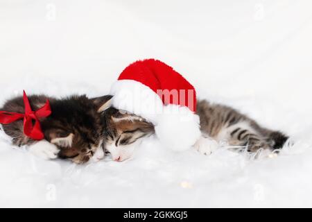 Deux chatons de Noël en chapeau de père Noël rouge et nœud dorment avec les yeux fermés Banque D'Images