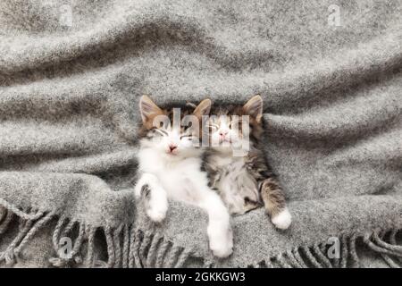 Deux petits chatons dorment avec leurs yeux fermés et recouverts d'une couverture moelleuse Banque D'Images