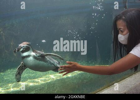 Batu, Java-est, Indonésie. 14 septembre 2021. Une femme joue sur un manchot Humboldt (Spheniscus humboldti) du verre de l'aquarium. ECO Green Park comme l'un des animaux internationaux de conservation commence à rouvrir pour les visiteurs que la ville de Batu a abaissé les cas Covid-19. Le gouvernement indonésien a décidé de prolonger la restriction d'urgence des activités communautaires (PPKM) jusqu'au 20 septembre 2021 avec un peu de détente dans certaines régions. (Credit image: © Dicky BisinglasiZUMA Press Wire) Banque D'Images