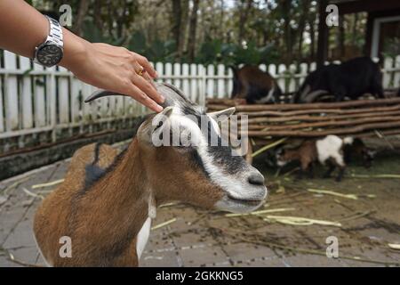 Batu, Java-est, Indonésie. 14 septembre 2021. Un visiteur touche un Goat pygmée (Capra aegagrus hircus). ECO Green Park comme l'un des animaux internationaux de conservation commence à rouvrir pour les visiteurs que la ville de Batu a abaissé les cas Covid-19. Le gouvernement indonésien a décidé de prolonger la restriction d'urgence des activités communautaires (PPKM) jusqu'au 20 septembre 2021 avec un peu de détente dans certaines régions. (Credit image: © Dicky BisinglasiZUMA Press Wire) Banque D'Images