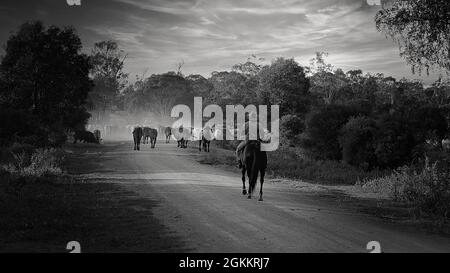 Monotone d'un homme de stock qui monte à cheval pour rassembler et faire des coulures de bétail le long d'une route poussiéreuse Banque D'Images