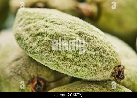 Amandes fraîches juste récoltées de l'arbre dans l'assiette avant la cuisson. Gros plan Banque D'Images