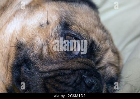 Un joli visage d'un pug en étant allongé sur un lit Banque D'Images