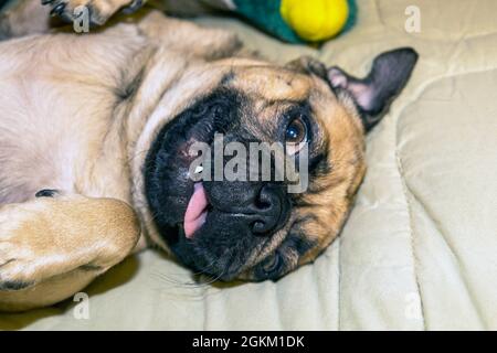 Un joli visage d'un pug en étant allongé sur un lit Banque D'Images