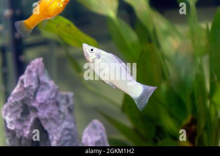 Un petit poisson de Molly commun d'argent ou blanc dans un aquarium à la maison Banque D'Images