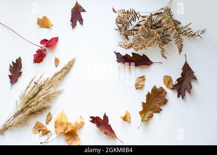 feuilles séchées et épillets molletonnés sur fond blanc. espace de copie Banque D'Images