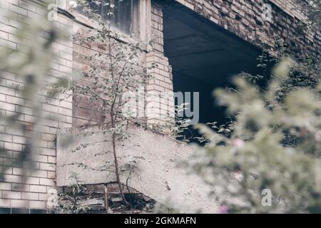 Mur en béton gris partiellement flou et en brique de bâtiments abandonnés en ruines surexplomés avec des arbres, des buissons, de la mousse et des branches vertes Banque D'Images