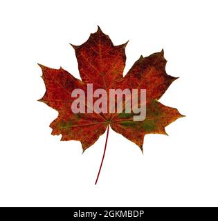 Coloré automne sec feuille d'érable isolée sur fond blanc. Banque D'Images