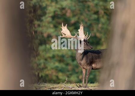 Vieux buck présentant une coloration plus foncée commune en automne (Dama dama) Banque D'Images