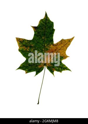 Feuille d'érable d'automne colorée isolée sur fond blanc. Banque D'Images
