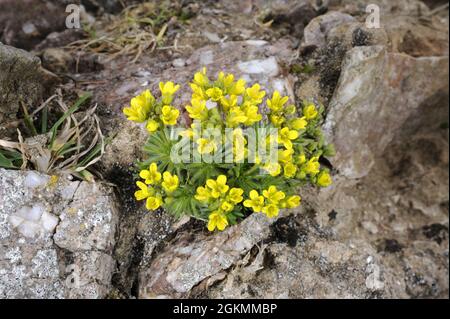 Draba aizoides à herbe blanche jaune Banque D'Images