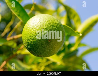 Orange vert frais sur l'arbre dans l'orchidée de dinde. Mise au point sélective. Banque D'Images