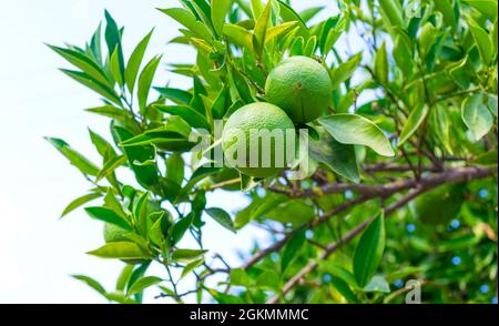 Orange vert frais sur l'arbre dans la dinde orchidée Banque D'Images