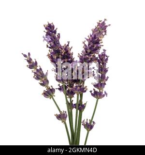 Bouquet de fleurs de lavande sur fond blanc. Gros plan. Banque D'Images