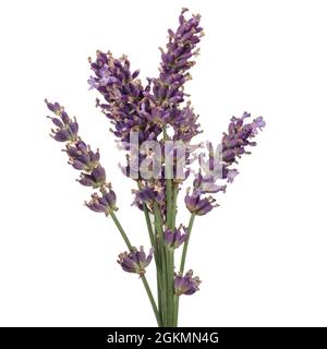 Bouquet de fleurs de lavande sur fond blanc. Fleur séchée. Banque D'Images