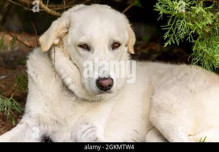 Portrait du jeune chien blanc Maremme Berger en plein air. Banque D'Images