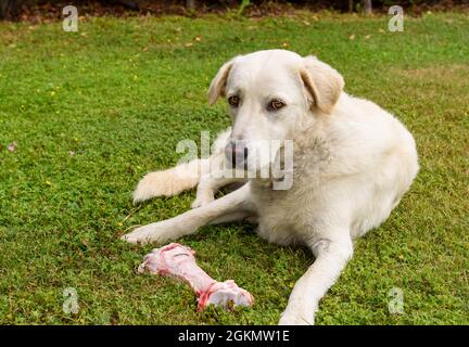 Chien blanc avec gros os brut sur le champ d'herbe. Banque D'Images