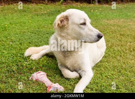 Chien blanc avec gros os brut sur le champ d'herbe. Banque D'Images