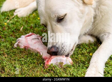 Chien blanc mangeant un gros os brut sur le champ d'herbe. Banque D'Images