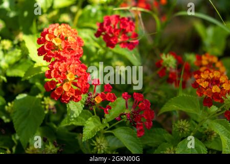 Lantana plante florissante, rouge jaune fleurs fond, Camara lantana sauvage, frais, feuillage à feuilles persistantes, soleil, vue en gros plan Banque D'Images