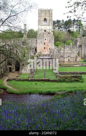 Une banque de Springtime Bluebells près des ruines de l'abbaye de Fountains près de Ripon dans le North Yorkshire, Angleterre, Royaume-Uni. Banque D'Images