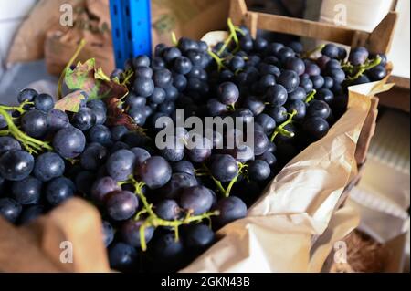 Raisins à Hoeilaart, Belgique Banque D'Images