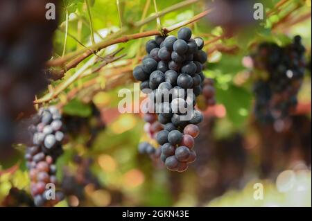 Raisins à Hoeilaart, Belgique Banque D'Images