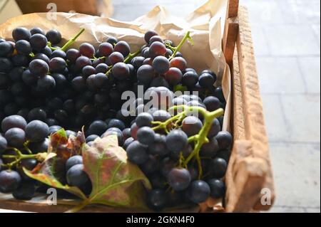 Raisins à Hoeilaart, Belgique Banque D'Images