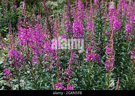 Rosebay Willowherb (Chamerion angustifolium) Banque D'Images