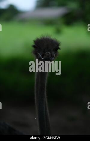 Tête d'autruche avec un œil fermé - sur un très long cou torsadé Banque D'Images