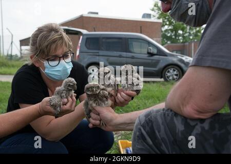 Les volontaires pour le belge sans but lucratif Noctua.org, détiennent quatre petits hibou (Athene noctua), trouvé dans un des nids placés sur la base aérienne de Chièvres, Belgique, 03 juin 2021. Le baguage est une technique universelle et indispensable pour étudier le mouvement, la survie et le comportement des oiseaux. Banque D'Images