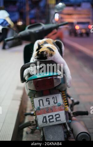 Un chat attend le propriétaire, se reposant sur une moto Banque D'Images