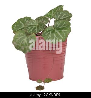 Fraise Begonia dans un pot, isolé sur fond blanc. Banque D'Images