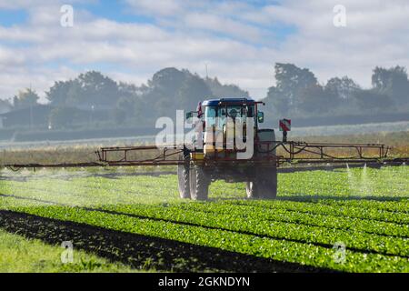 Chauffeur de tracteur pulvérisant des salades à Tarleton, Lancashire. Météo Royaume-Uni. 2021 sept. Belle journée ensoleillée pour les agriculteurs de la région connue sous le nom de « Salad Bowl of West Lancashire ». Le temps de séchage fournit des conditions parfaites pour cultiver, cueillir et pulvériser des cultures végétales pour les supermarchés nationaux au Royaume-Uni. Banque D'Images