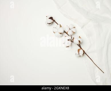 morceau de gaze blanche et un brin de fleurs de coton blanc sur la table, vue du dessus, espace de copie Banque D'Images