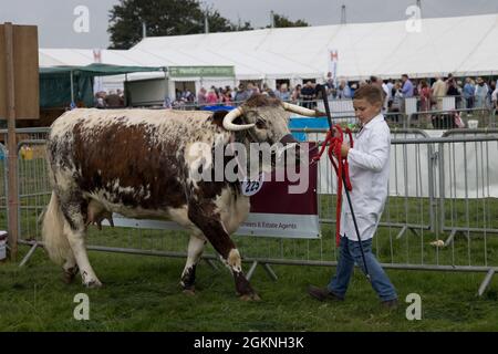 Gloucester Longhorn vache avec un jeune garçon maître en attente à juger à Moreton dans le salon agricole de Marsh 2021 Royaume-Uni Banque D'Images