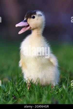 Joli Petit Ducling En Exterieur Bebe Oiseau De Canard Jaune Sur L Herbe Verte De Printemps Decouvre La Vie Agriculture Biologique Droits Des Animaux Photo Stock Alamy