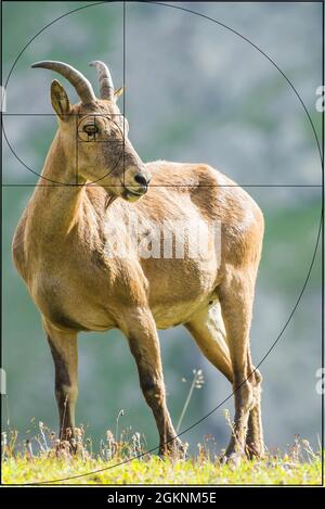 Motif Fibonacci. Rapport d'or dans la nature. Fibonacci séquence géométrique spirale. Le TUR caucasien occidental (Capra caucasica) dans les montagnes Banque D'Images