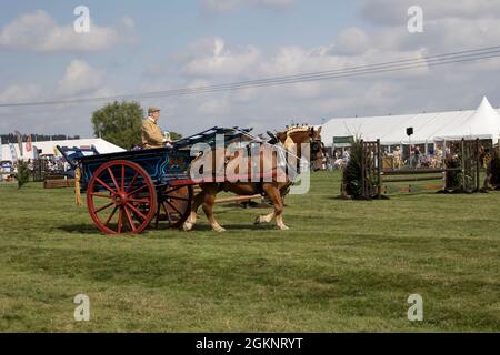 Suffolk Shire cheval et chariot dans la principale arène à Moreton dans le salon agricole de Marsh 2021 Royaume-Uni Banque D'Images
