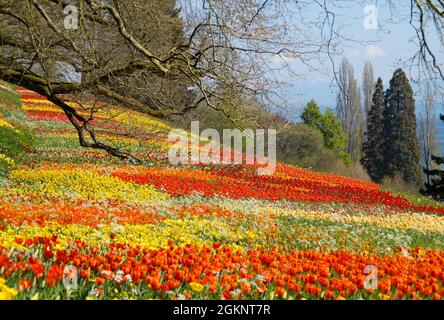 Une prairie de printemps luxuriante pleine de tulipes colorées sur l'île Fleur Mainau un jour ensoleillé d'avril (Allemagne) Banque D'Images