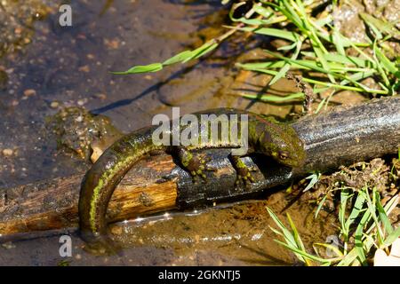 Un nouveau-pied marbré (triturus marmoratus) sur une branche à côté de l'étang Banque D'Images