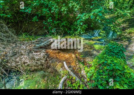 le torrent, riche en eaux sulfureuses, coule entre une végétation luxueuse et des troncs tombés. Raiano, province de l'Aquila, Abruzzes, Italie, Europe Banque D'Images